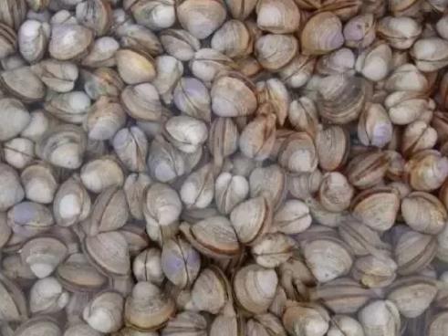 老河口白蛤蜊:潍坊滨海区特产,国家地理标志产品,产地海产白蛤蜊,产地宝