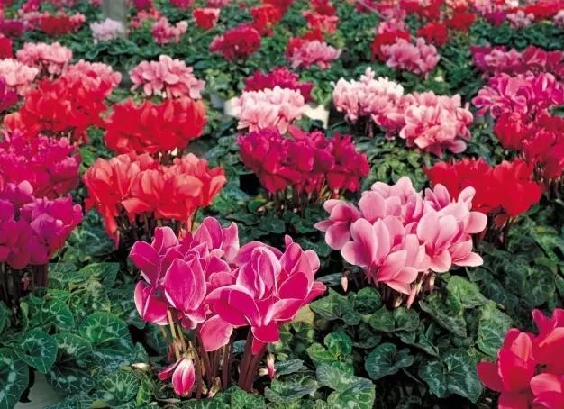 莱州仙客来:烟台莱州市特产花,国家地理标志产品,产地花卉仙客来,产地宝