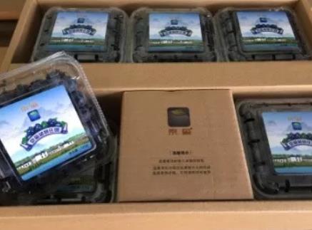牟平京玺蓝莓:烟台牟平区昆嵛山特色产品蓝莓,产地水果京玺蓝莓,产地宝