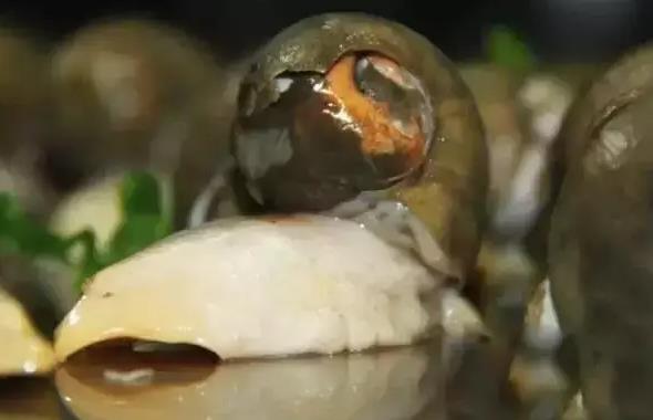 长岛鲍螺牛牛:烟台长岛特产鲍螺,产地海产美食鲍螺牛牛,产地宝