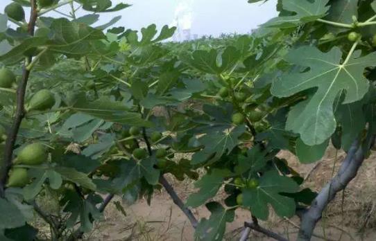 邢家山子青皮无花果:烟台福山区福新街道特产无花果,产地水果,产地宝