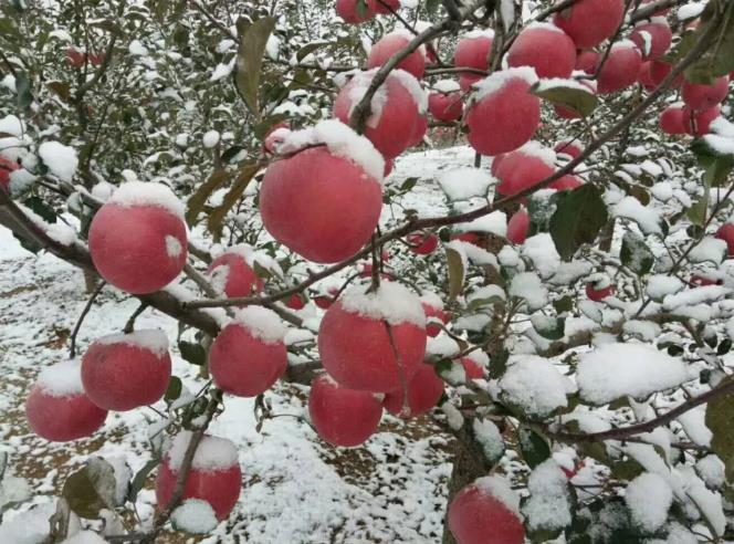 善疃雪苹果:烟台福山回里镇特产苹果,产地水果善疃雪苹果,产地宝