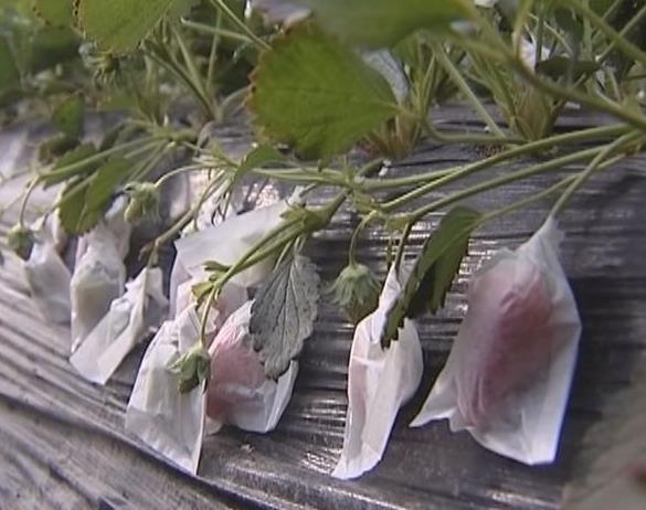 回里草莓:烟台福山区回里镇刘家庄谭家庄村特产草莓,产地宝