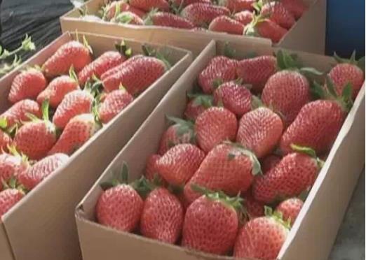 臧家草莓:烟台招远市夏甸镇特产臧家草莓,国家地理标志产品,产地宝