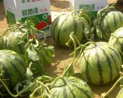 官地洼西瓜:烟台招远市毕郭镇官地洼村特产西瓜,国家地理标志产品,产地宝