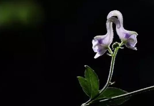 牙山天鹅花:烟台栖霞市特产牙山天鹅花,产地花卉牙山天鹅花,产地宝