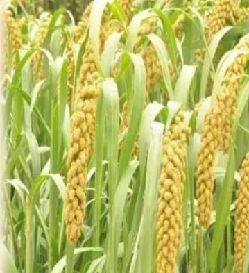 西孙家夼粒粒香小米:烟台莱阳市柏林庄西孙家夼村特产小米,产地宝