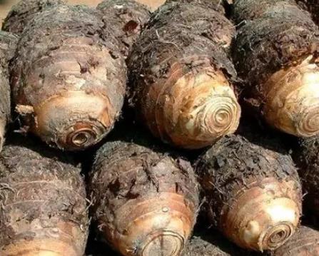 莱阳芋头:烟台莱阳特产芋头,国家地理标志产品,产地农产品芋头,产地宝