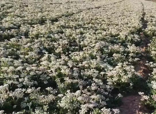 莱阳莱胡参:烟台莱阳特产产地沙参,国家地理标志产品莱阳莱胡参,产地宝
