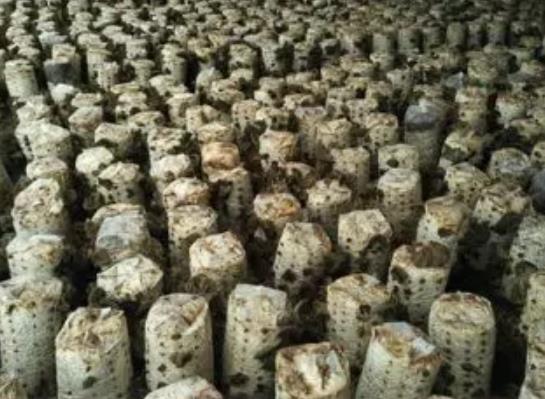 李家岚木耳:烟台莱阳羊郡镇特色农产品李家岚木耳,产地农产品,产地宝