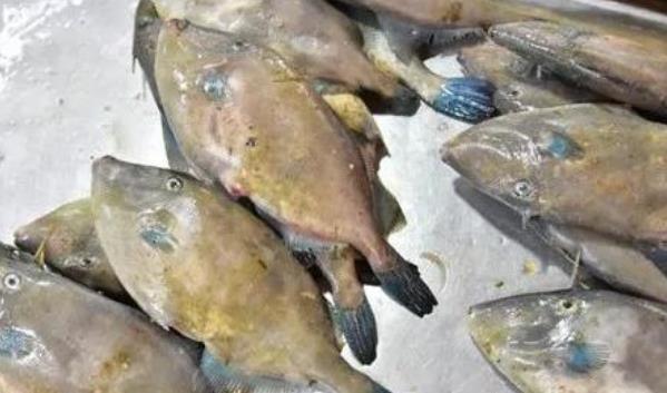 海阳扒皮狼鱼:烟台海阳市特产扒皮狼鱼,产地水产品扒皮狼鱼,产地宝
