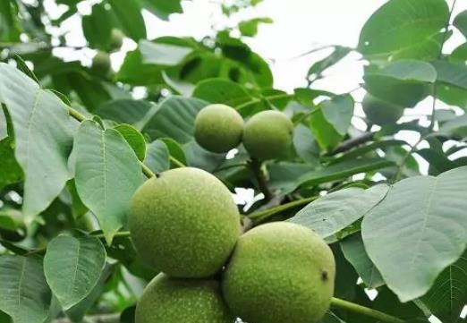 曹范核桃:济南章丘特产曹范薄壳核桃,地理标志产品,产地网销干果,产地宝