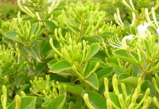 章丘小康金银花:济南章丘相公庄小康村特产金银花,地理标志产品,产地宝