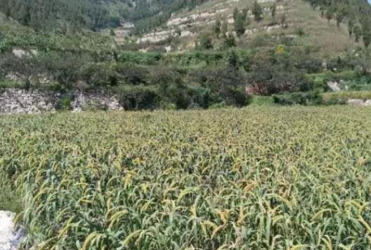 曹范小米:济南章丘区曹范特产小米,产地杂粮曹范小米,产地宝