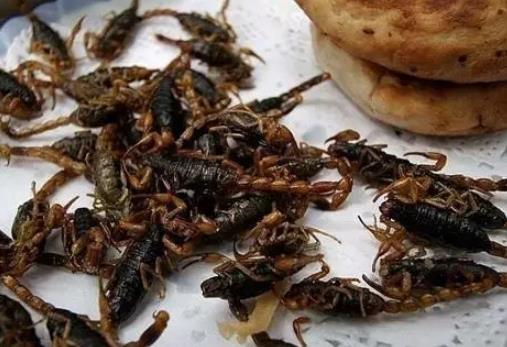 平阴油炸全蝎:济南市平阴县美食油炸全蝎阴,产地宝