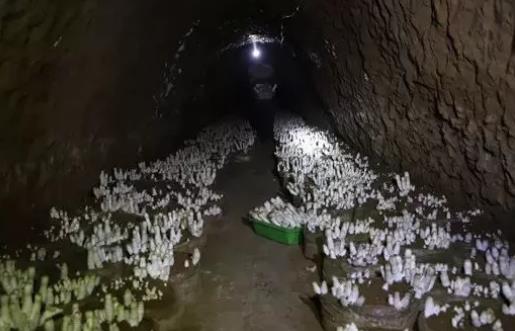 孔村鸡腿菇:济南平阴孔村镇特产鸡腿菇,产地网销农产品蘑菇,产地宝