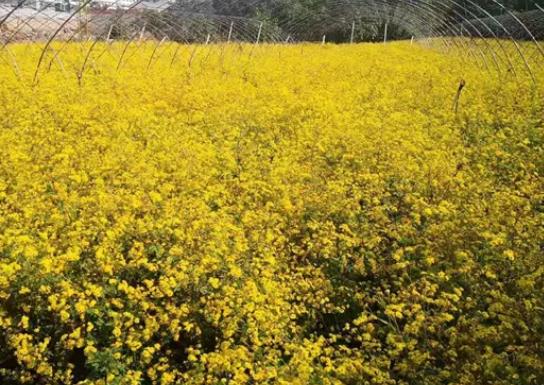 灵岩御菊:济南长清区特产灵岩御菊,国家地理标志产品,产地中药材,产地宝
