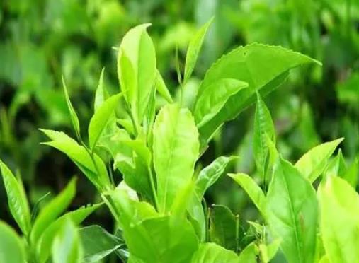 长清茶:济南长清区特产长清茶,国家地理标志产品,产地网销茶叶,产地宝