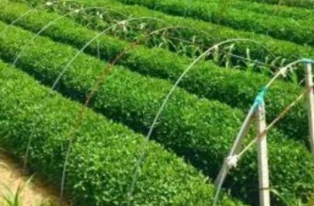 长清茶:济南长清区特产长清茶,国家地理标志产品,产地网销茶叶,产地宝