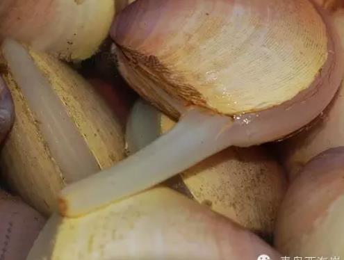 泊里西施舌:青岛黄岛泊里特产西施舌,国家地理标志产品蛤蜊,产地宝