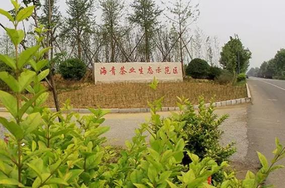 胶南绿茶:青岛黄岛区海青镇特产胶南绿茶,地理标志产品,产地宝