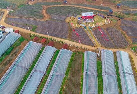 宝山蓝莓:青岛黄岛区宝山镇特产蓝莓,产地网销农产品,产地宝