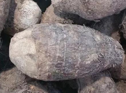 白庙芋头:青岛即墨区特产白庙芋头,国家地理标志产品芋头,产地宝