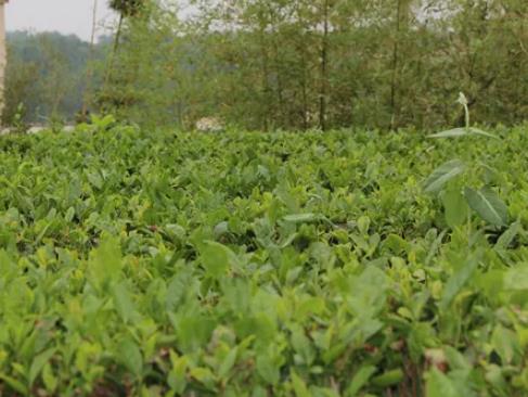 海青绿茶:青岛黄岛区海青镇特产绿茶,地理标志产品绿茶,产地宝