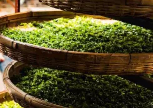 沂水绿茶:临沂沂水县特产蒙山龙雾茶,国家地理标志产品绿茶,产地宝