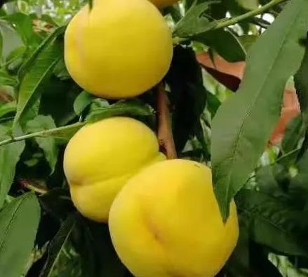 临沂沂水沙沟镇特色农产品苹果 桃丹参 黄芩地瓜 生姜 韭菜 葡萄,产地宝