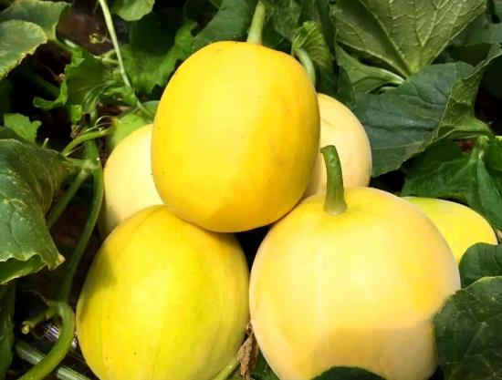 临沂郯城泉源乡农特产小麦玉米花生 地瓜 蜜桃 多肉植物瓜果,产地宝