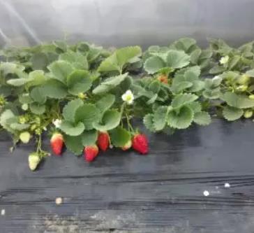 郯城泉源乡泉东村农特产大棚草莓:临沂市郯城县草莓,产地宝