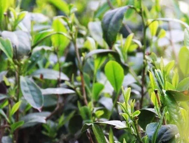 莒南绿茶:临沂莒南县特产绿茶,国家地理标志产品绿茶,产地宝