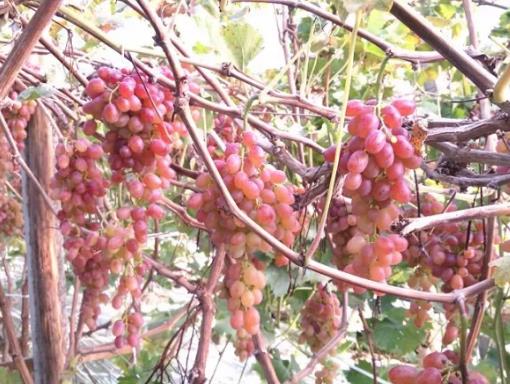 文疃镇草岭前村葡萄:临沂莒南文疃镇草岭前村特产葡萄,产地宝