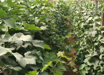 文疃镇草岭前村葡萄:临沂莒南文疃镇草岭前村特产葡萄,产地宝