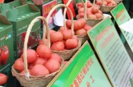 费县胡阳西红柿:临沂费县特产胡阳西红柿,国家地理标志产品,产地宝