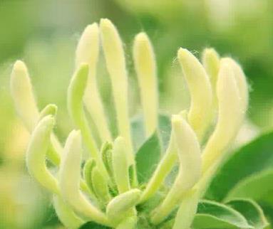 费县金银花:临沂市费县农特产金银花,产地中药材农产品,产地宝