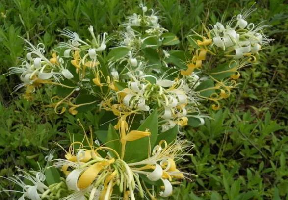 费县金银花:临沂市费县农特产金银花,产地中药材农产品,产地宝