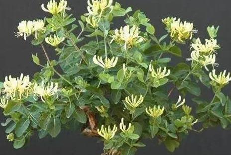 朱田镇金银花:临沂市费县农特产朱田镇金银花,产地宝