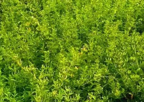 新庄镇金银花:临沂市费县新庄镇农特产金银花,产地宝