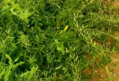新庄镇金银花:临沂市费县新庄镇农特产金银花,产地宝