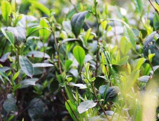 莒南洙边镇绿茶:临沂市莒南县农特产洙边镇绿茶,产地宝