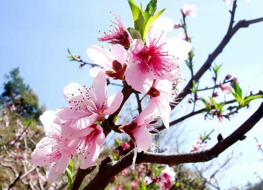 莒南黄桃和桃花:临沂莒南县石莲子镇农特产黄桃和桃花,产地宝
