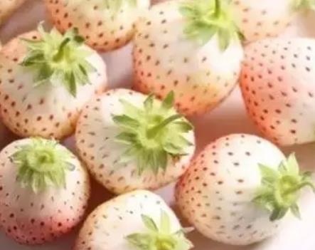 莒南石莲子镇大屯村草莓:临沂莒南县农特产草莓,产地宝