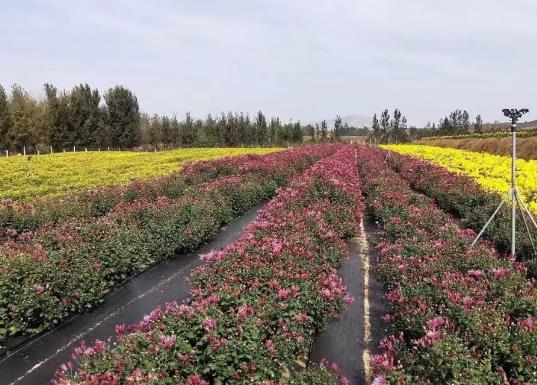 莒南涝坡镇菊花:临沂市莒南县涝坡镇农特产菊花,产地宝