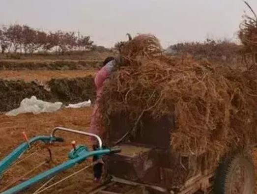 莒南相沟镇王祥丹参:临沂莒南相沟镇王祥农特产中药材丹参,产地宝