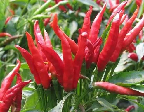 苍山辣椒:临沂兰陵特产苍山辣椒,地理标志产品长城红辣椒,产地宝