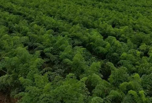 临沂兰陵长城镇农特产草莓 大蒜辣椒 猕猴桃胡萝卜银杏 雪梨葡萄,产地宝