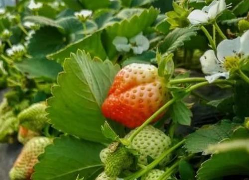 兰陵芦塘村草莓:临沂市兰陵县长城镇芦塘村农特产草莓,产地宝