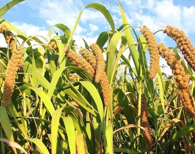 平邑平邑黄草坡小米:临沂市平邑县农特产黄草坡小米,产地宝